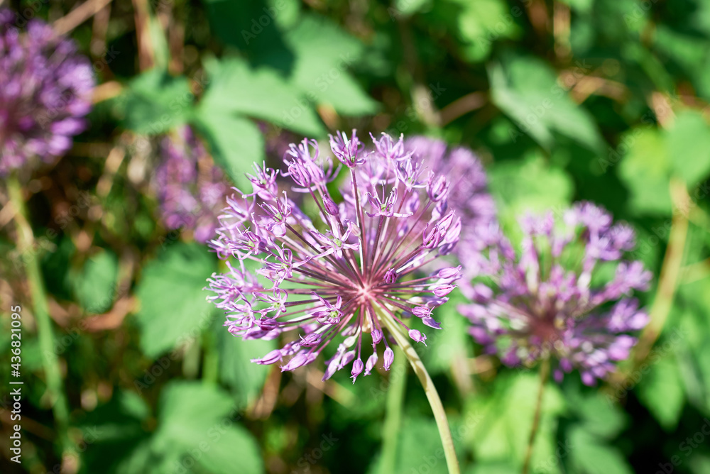 Blooming ornamental onion allium. Purple inflorescences on a green background. Blooming ornamental onion allium. Purple inflorescences on a green background.