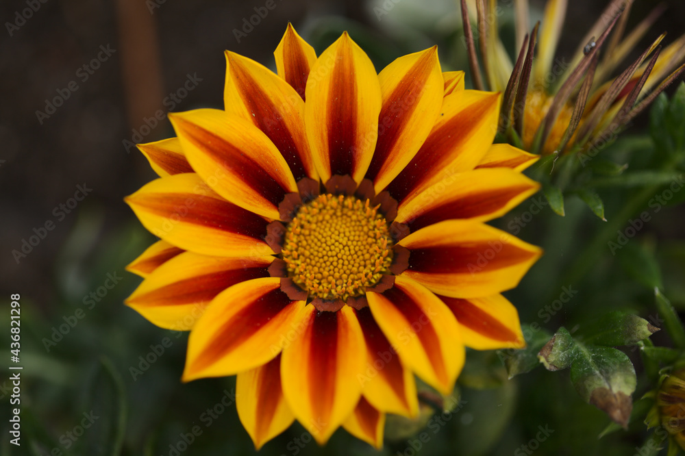 Flowering Gazania rigens, treasure flower, natural macro floral background
Flowering Gazania rigens, treasure flower, natural macro floral background