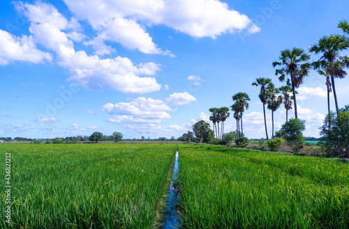The rice fields, the sky and the clouds gathered together to look beautiful. The green rice plant is growing to yield. Demonstration rice plots Pathum Thani Province, Thailand 2021-06-04