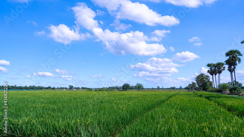 The rice fields, the sky and the clouds gathered together to look beautiful. The green rice plant is growing to yield. Demonstration rice plots Pathum Thani Province, Thailand 2021-06-04