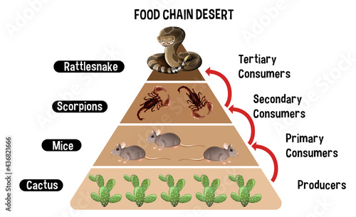 Diagram showing Desert food chain for education