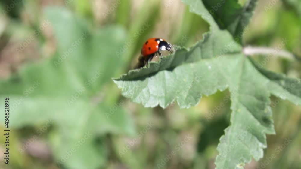 Closeup of the ladybug go in the green grass on a sunny day Closeup of the ladybug go in the green grass on a sunny day