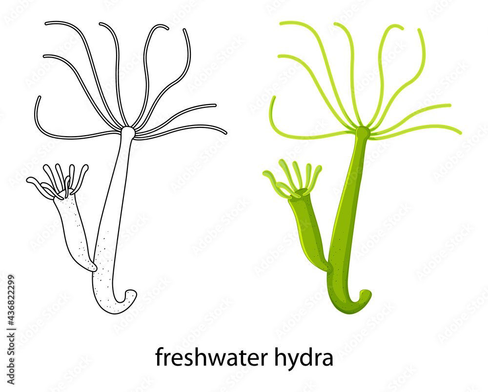 Freshwater hydra in colour and doodle on white background - obrazy, fototapety, plakaty 