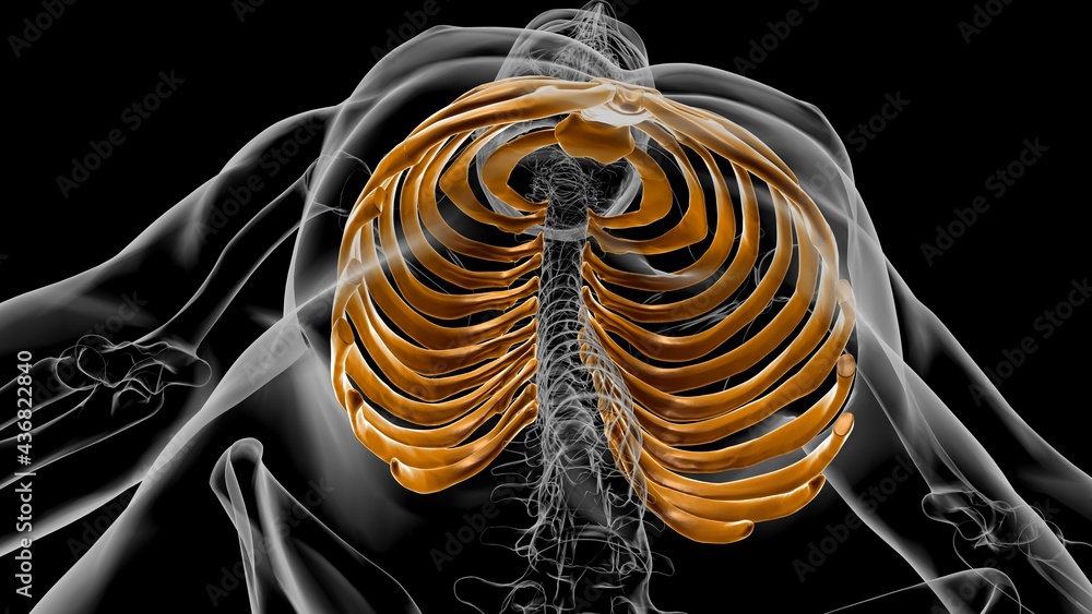 Human skeleton anatomy Rib Cage 3D Rendering Stock Illustration | Adobe ...