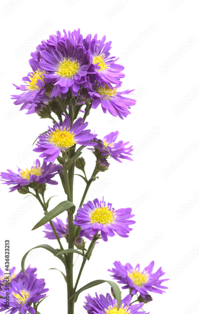 Small purple aster flower inflorescence isolated on white background
Small purple aster flower inflorescence isolated on white background