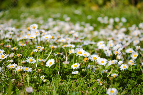 Low angle photo of large group of common daisies on a sunny afternoon, England, Kent