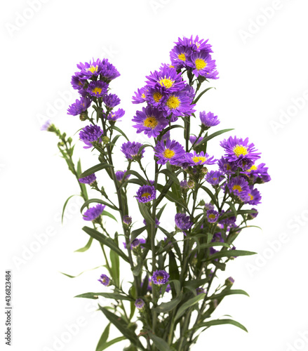 Small purple aster flower inflorescence  isolated on white background