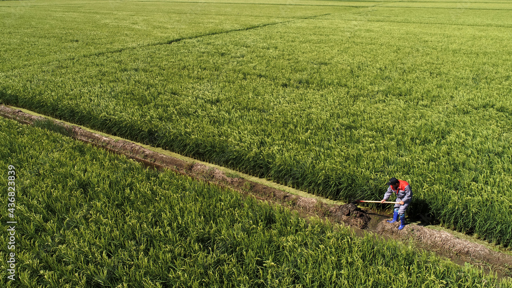 Farmers work in paddy fields, North China Farmers work in paddy fields, North China
