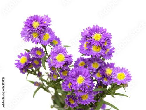 Small purple aster flower inflorescence  isolated on white background
 photo