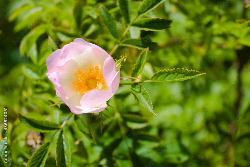 Fototapeta premium Close up of pink blossoming dog rose, shallow depth of field, green foliage, England, Kent in late spring, on a sunny day