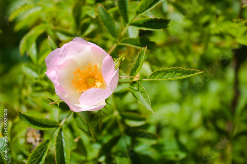 Close up of pink blossoming dog rose  shallow depth of field  green foliage  England  Kent in late spring  on a sunny day