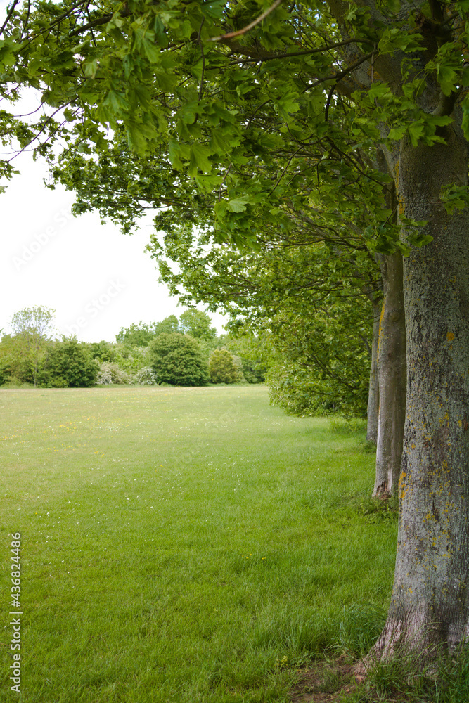 Line of maple trees in coastal park in Isle of Grain, Kent, UK in late spring