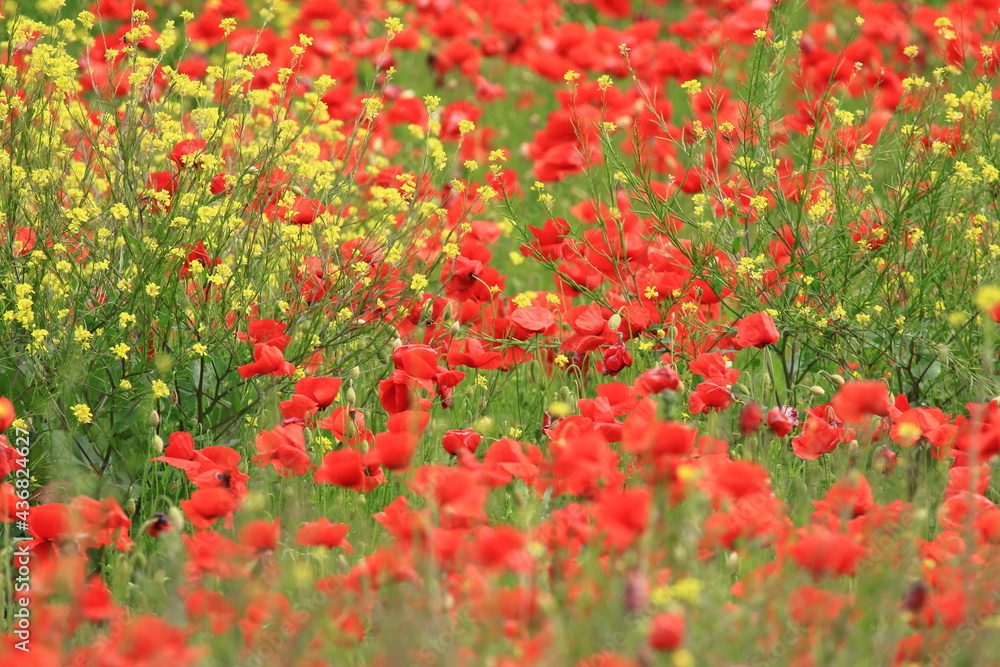 Field of poppies, colorful landscape of flowers