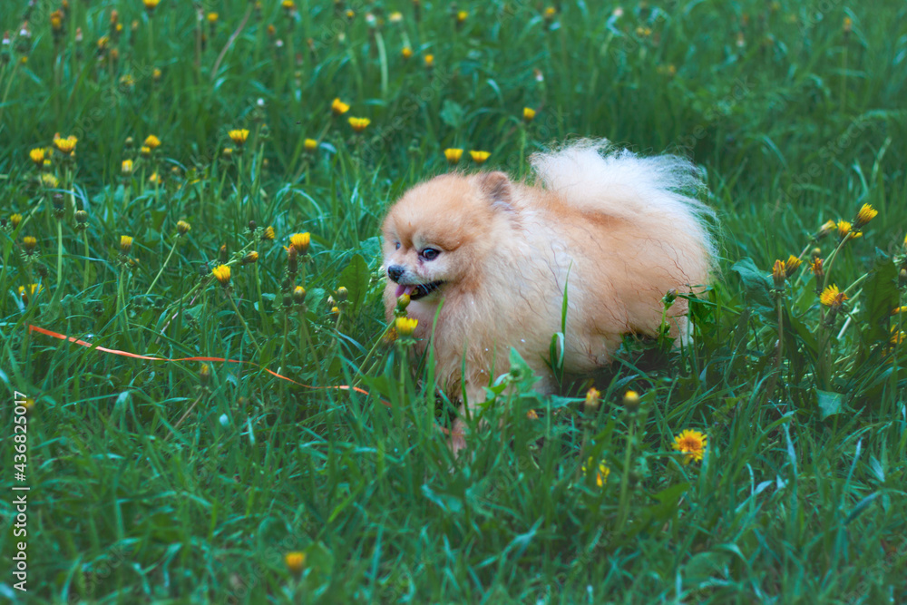 A small red fluffy dog Pomeranian bear boo runs in the grass among dandelions. Concept of pet, companion, dog walk