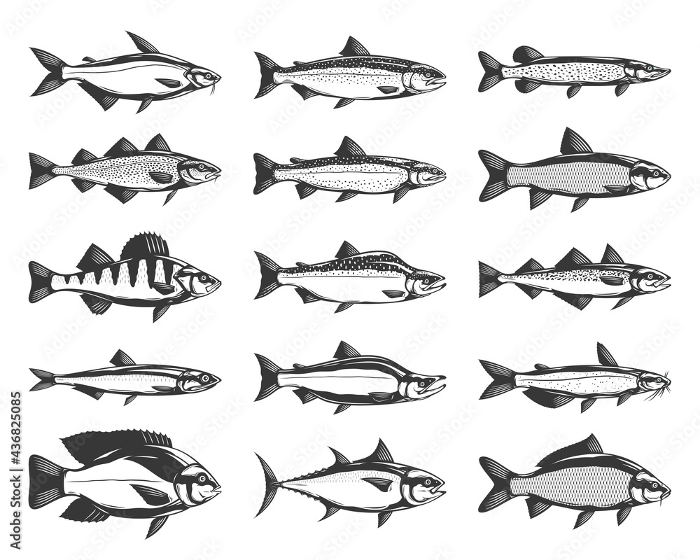 Vector fish illustrations isolated on a white background