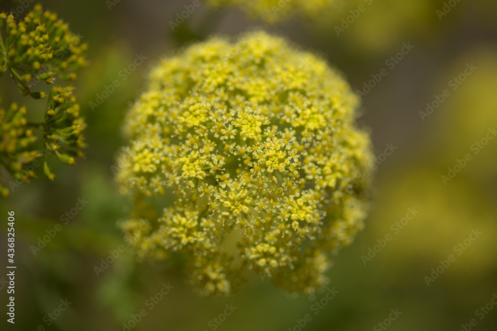 Flora of Gran Canaria - Todaroa montana, plant endemic to the Canary Islands, natural macro floral background1 Flora of Gran Canaria - Todaroa montana, plant endemic to the Canary Islands, natural macro floral background1