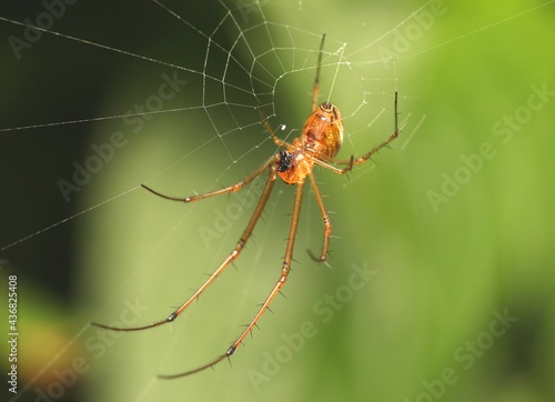 How to Create The Spiderweb with Wild Spider