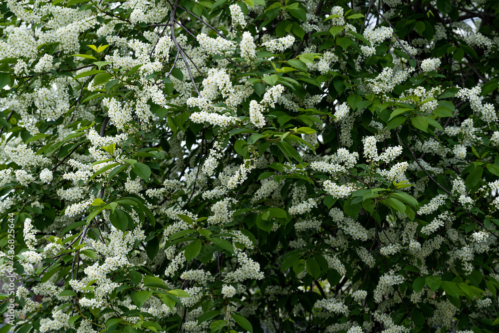 White flowers of bird cherry tree in spring White flowers of bird cherry tree in spring
