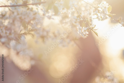 Close up of the cherry blossom white flowers with warm sunset light bokeh in the background. Soft selective focus gentle spring banner with copy space.