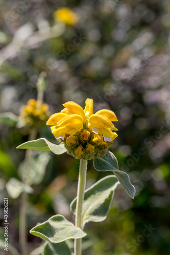 The plant (Phlomis fruticosa) grows in the mountains