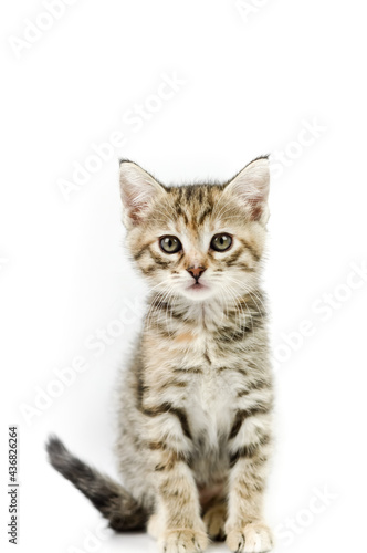 portrait of a one-month-old light brown striped kitten sitting on a white background, shallow depth focus