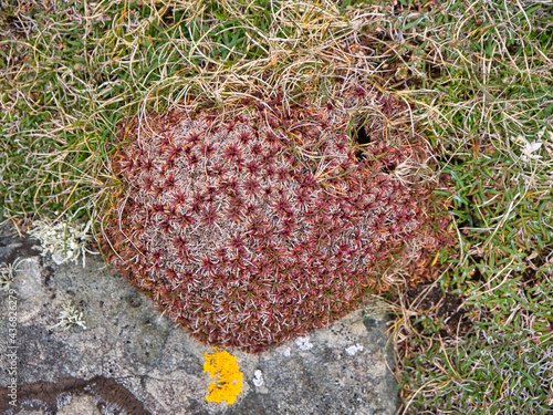 Thrift and Alpine type wild plants growing against rocks on the Ness of Burgi in south Shetland, UK - taken in spring. photo