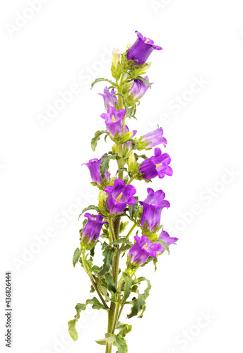 Dark purple bellflower branch with many closed buds  isolated on white background 