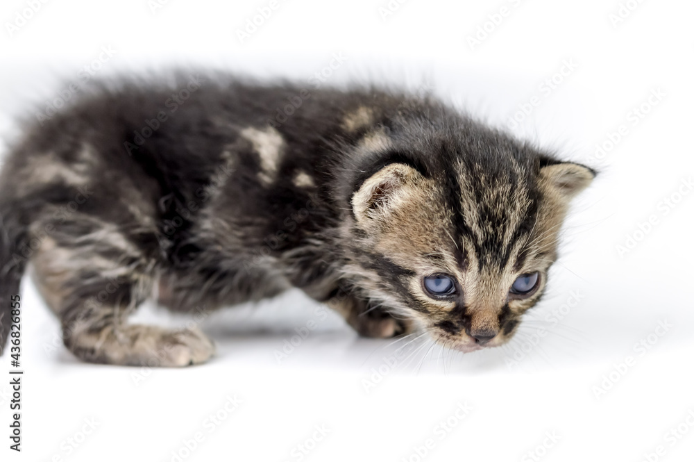 Fototapeta premium portrait of a two-weeks-old brown striped kitten on a white background, shallow depth focus, close up