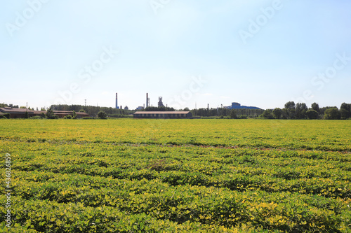 Green peanut fields and industrial buildings in the distance, North China