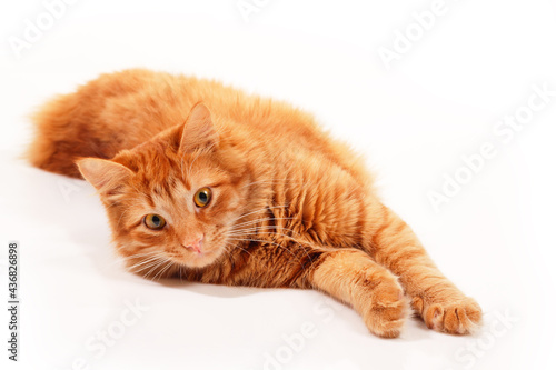 Cute funny red tabby cat at studio over white background. Adorable young pet.