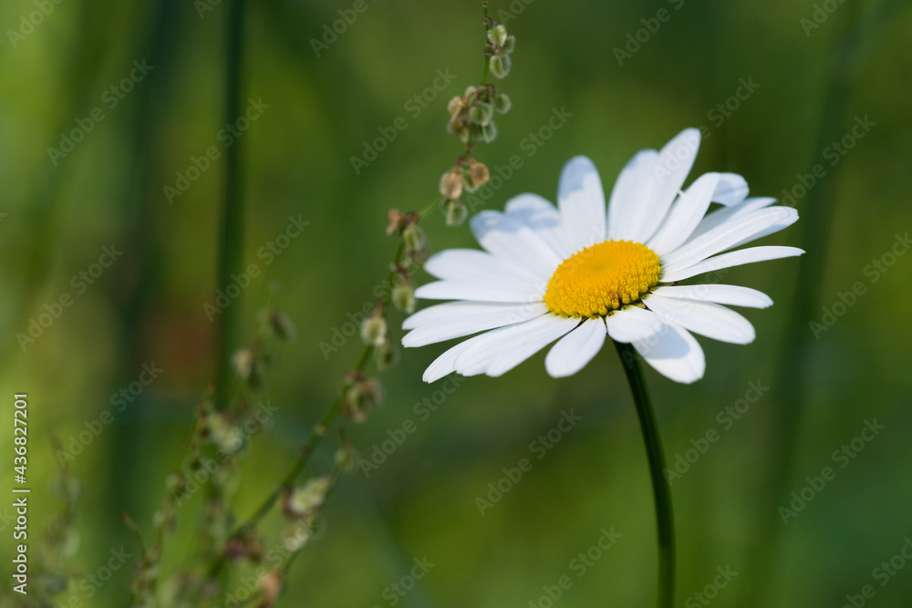 Obraz premium Margerite