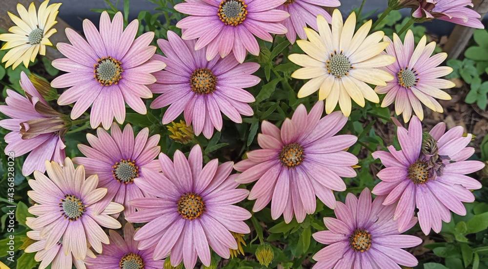 Fototapeta premium Fleurs