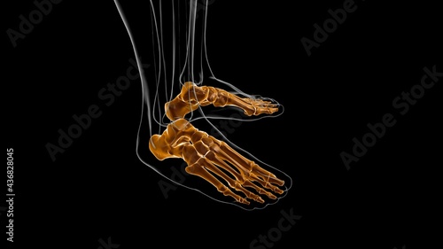 Human Skeleton Foot bones Anatomy For Medical Concept 3D photo