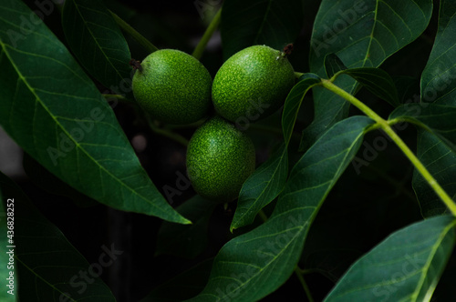 Tableau sur toile Green nuts on a tree branch