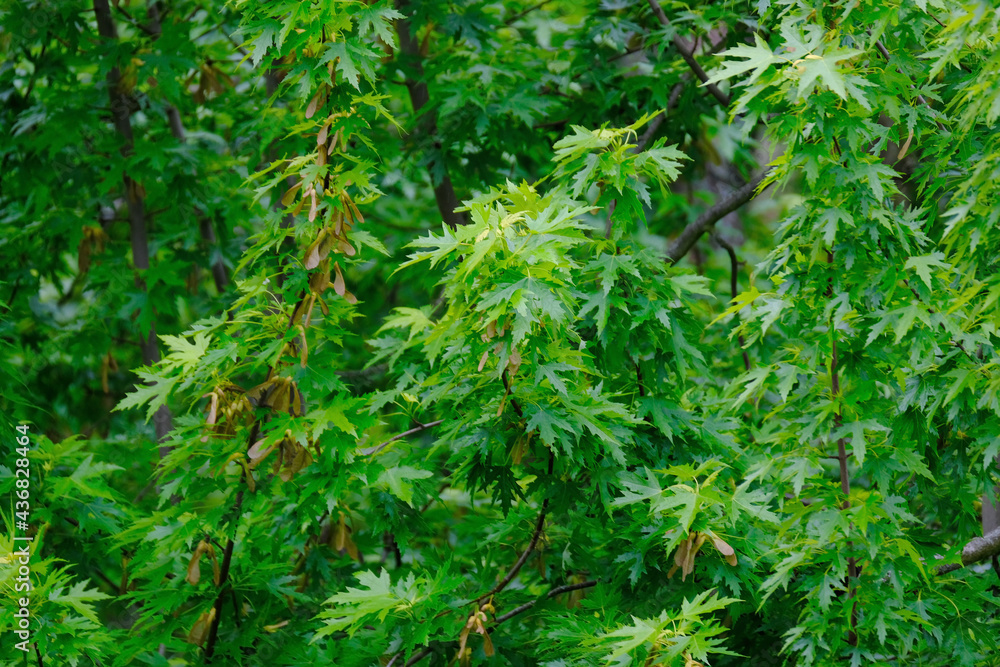 young green leaves of marsh oak, Quercus palustris in a spring garden, summer park stretched out from strong wind, tree branches sway in the background, hurricane concept, storms young green leaves of marsh oak, Quercus palustris in a spring garden, summer park stretched out from strong wind, tree branches sway in the background, hurricane concept, storms