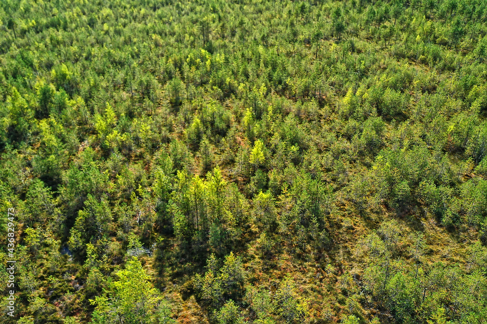 summer forest top view drone, background green trees panorama landscape summer forest top view drone, background green trees panorama landscape