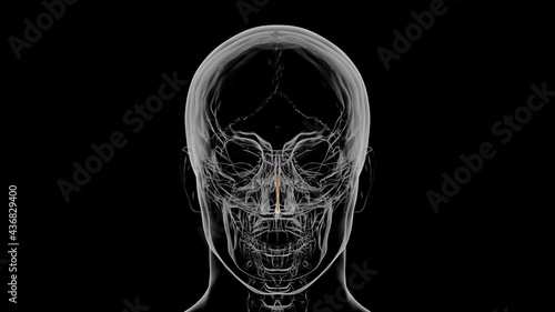 Human Skeleton Septal nasal cartilage Anatomy 3D photo