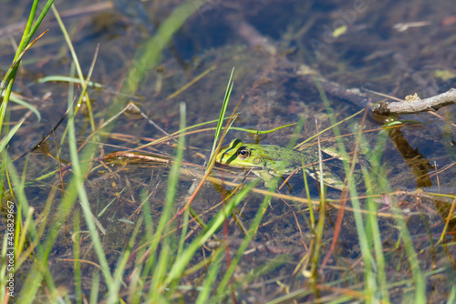 Water frog in the nature reserve Haff Reimech in Luxembourg