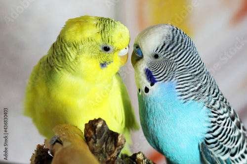 Yellow and blue budgerigars, a couple of birds, a family photo