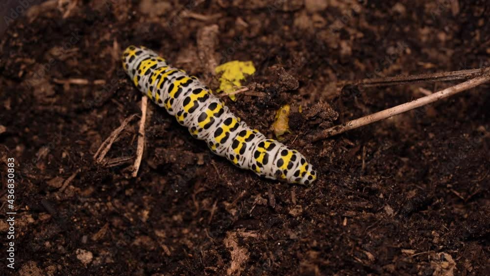 Macro Of Large Mullein Moth Larvae Crawling At The Ground. close up Macro Of Large Mullein Moth Larvae Crawling At The Ground. close up