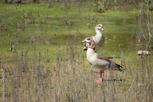 Egyptian Goose in the nature reserve Haff Reimech in Luxembourg photo
