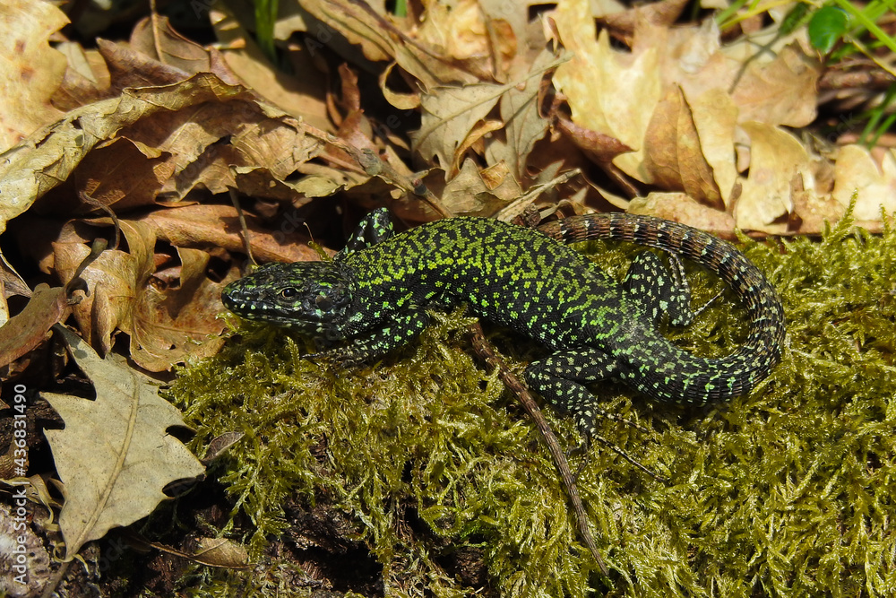 Lucertola muraiola (Podarcis muralis),ritratto tra le foglie su muschio nel bosco Lucertola muraiola (Podarcis muralis),ritratto tra le foglie su muschio nel bosco