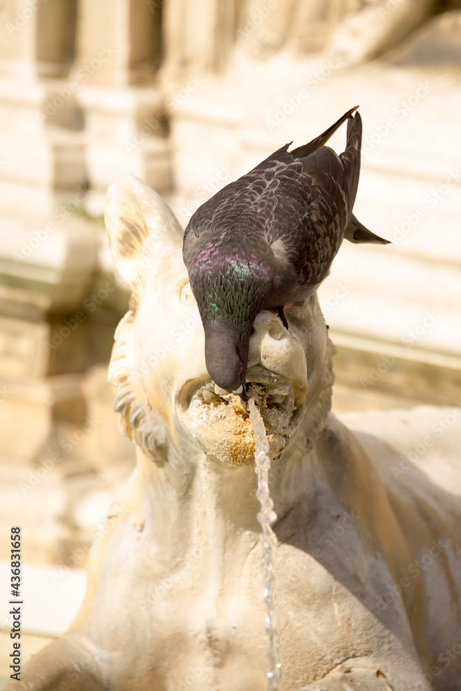 Obraz premium Dove drinking water from a decorative fountain in Siena