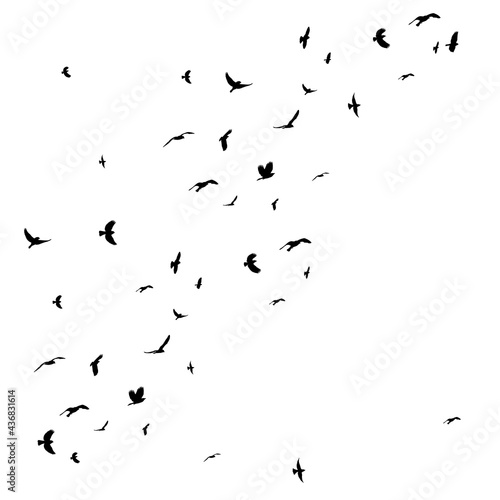 silhouette of flying flock of birds vector