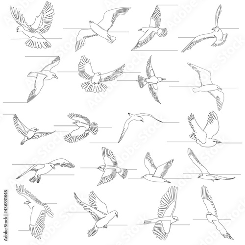set, flying bird continuous line drawing, vector