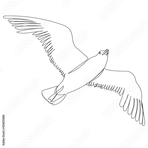 flying seagull sketch on white background