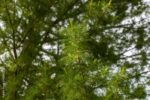 top of a branch of a pine tree in the evening sun