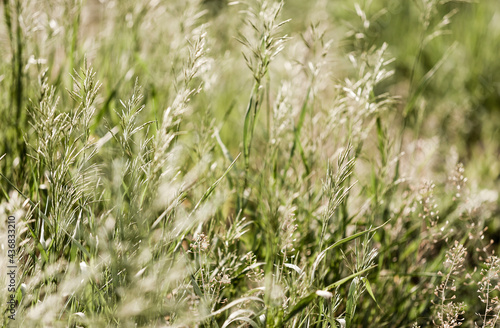 The grassland plants Shepherd's Bag and Bromus vibrate and crouch in the strong squally wind before a thunderstorm. Narrow focus.