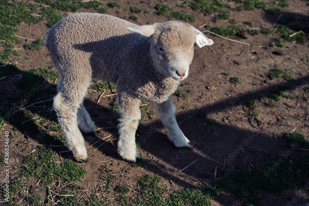 Obraz premium 子羊