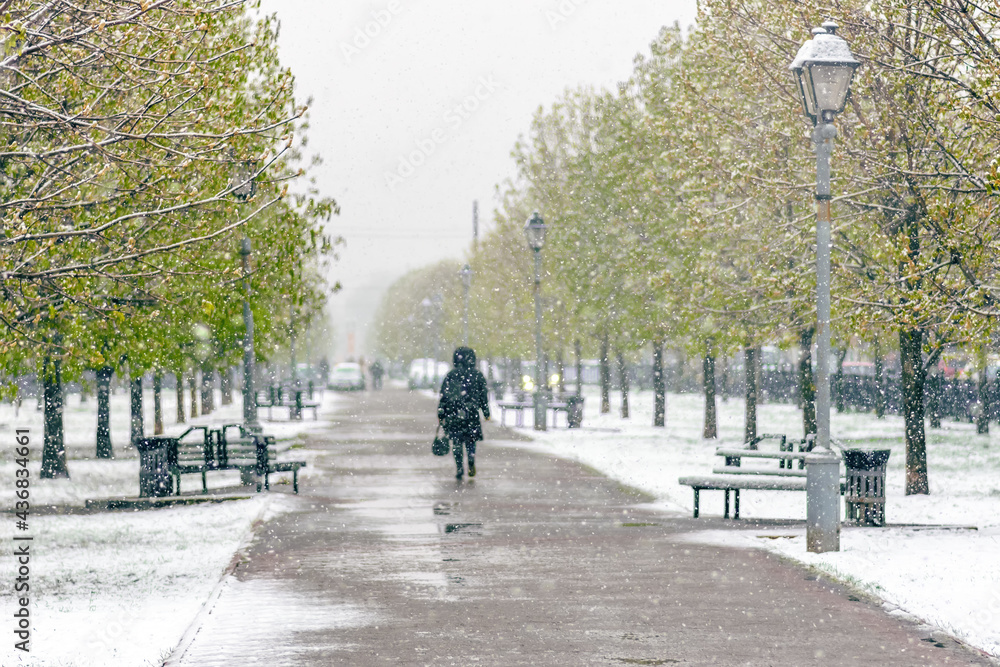 It snows in the springtime in the chestnut park when the trees have opened their green leaves. Bad weather in a spring park. Natural background.